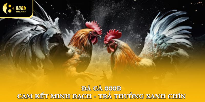 Đá gà tại nhà cái 888B cam kết kết quả minh bạch, trả thưởng xanh chín