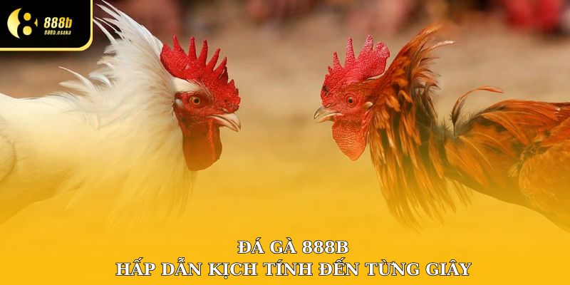 Đá gà 888B hấp dẫn bởi sự kịch tính, sôi động từng giây