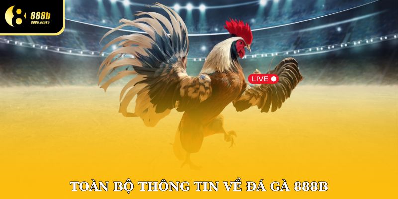 Toàn bộ thông tin về đá gà 888B