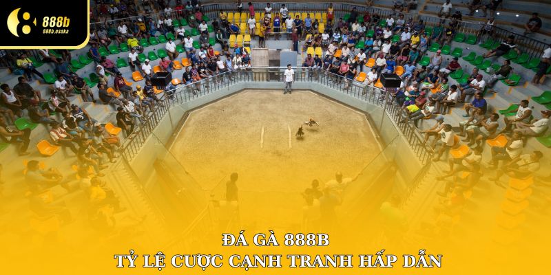 Đá gà 888B có tỷ lệ cược cạnh tranh cực hấp dẫn
